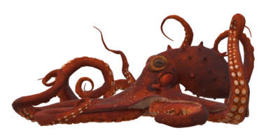 Octopus isolated on a Transparent Background png