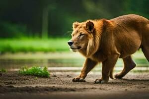 un león caminando a través de un suciedad la carretera. generado por ai foto