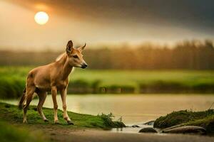 un ciervo soportes en el borde de un río a puesta de sol. generado por ai foto