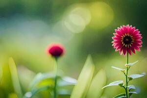 a single red flower in the middle of a field. AI-Generated photo