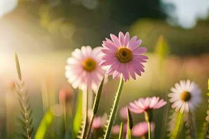 pink daisies in the sun. AI-Generated photo