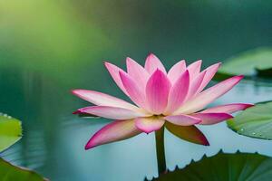 un rosado loto flor en el agua. generado por ai foto