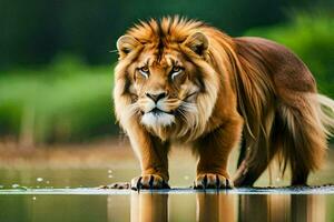 un león en pie en el agua. generado por ai foto