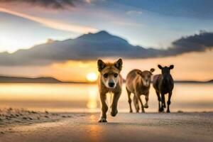 Tres perros corriendo en el playa a puesta de sol. generado por ai foto