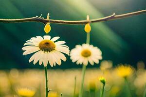 two daisies hanging from a branch in a field. AI-Generated photo