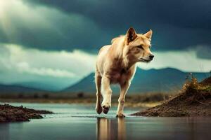 un perro corriendo a través de un mojado campo con un oscuro cielo. generado por ai foto