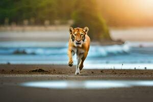 a tiger running on the beach at sunset. AI-Generated photo