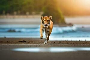 un Tigre corriendo en el playa a puesta de sol. generado por ai foto