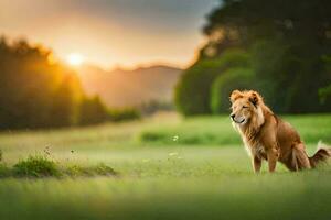 un león es sentado en el césped a puesta de sol. generado por ai foto