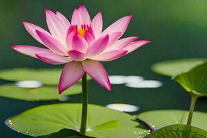 un rosado loto flor es en el agua. generado por ai foto