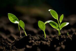 a group of young plants growing in the dirt. AI-Generated photo