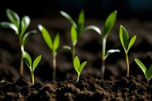 a group of young plants growing in the soil. AI-Generated photo