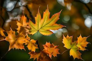 autumn leaves by jason kim. AI-Generated photo