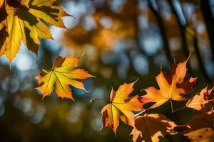otoño hojas en el luz de sol. generado por ai foto