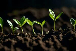 a group of young plants growing in the dirt. AI-Generated photo