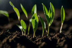 a close up of young plants growing in the soil. AI-Generated photo