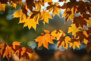 autumn leaves on a tree. AI-Generated photo