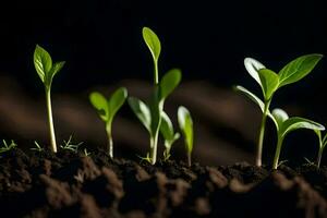 a group of young plants growing in the dirt. AI-Generated photo