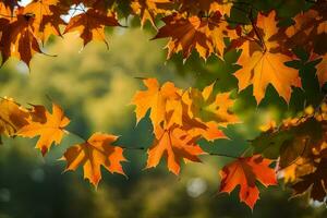 autumn leaves are shown in the sunlight. AI-Generated photo
