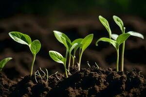 young plants sprouting from the soil. AI-Generated photo