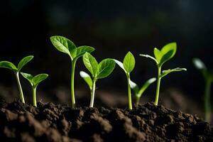 a group of young plants growing in the soil. AI-Generated photo