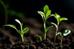 un cerca arriba de joven plantas creciente en el suciedad. generado por ai foto