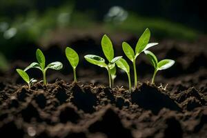 a group of young plants growing in the dirt. AI-Generated photo