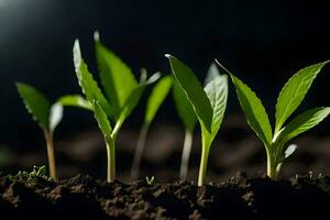 a group of young plants growing in the dirt. AI-Generated photo