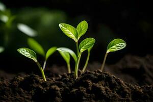 a close up of young plants growing in the soil. AI-Generated photo