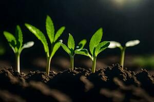 un grupo de joven plantas creciente en el suciedad. generado por ai foto