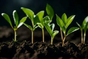 a group of young plants growing in the soil. AI-Generated photo