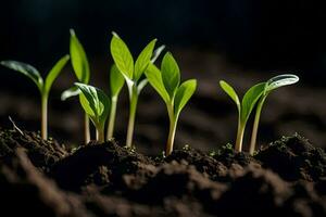 a group of young plants growing in the dirt. AI-Generated photo