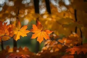 autumn leaves by jason kim. AI-Generated photo