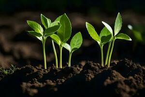 Tres joven plantas creciente en el suciedad. generado por ai foto