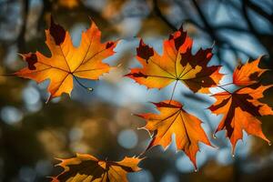 autumn leaves photograph - autumn leaves by jason kim. AI-Generated photo