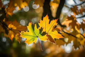 two maple leaves are shown in the sunlight. AI-Generated photo