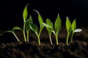 a group of young plants growing in the dirt. AI-Generated photo