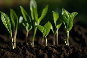 a group of young plants growing in the soil. AI-Generated photo