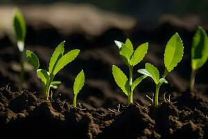 a group of young plants growing in the dirt. AI-Generated photo