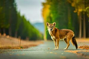 a lone wolf stands on the road in the middle of a forest. AI-Generated photo