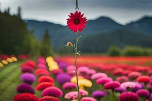 un rojo flor soportes en el medio de un campo. generado por ai foto