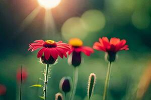 red flowers in the sun with green grass. AI-Generated photo