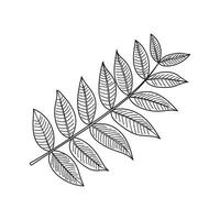 Hand drawn Kids drawing Cartoon Vector illustration walnut leaves Isolated on White Background