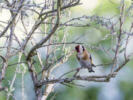 europeo jilguero, carduelis carduelis foto