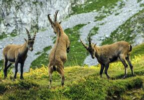 Young male wild alpine, capra ibex, or steinbock photo