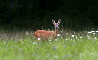 europeo hueva ciervo, capreolus capréolo, Suiza foto