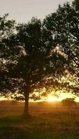 a tree in the middle of a field at sunset video