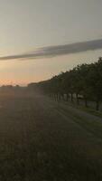 antenne visie van de zonsopkomst over- een veld- video