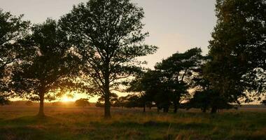 un árbol en un campo a puesta de sol video