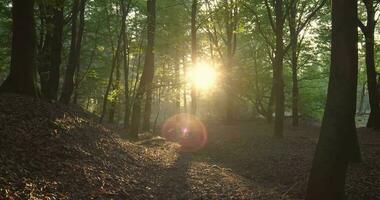 il sole brilla attraverso il alberi nel un' foresta video